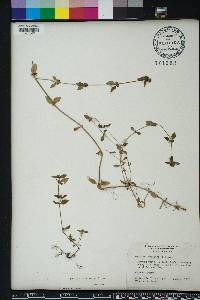 Hedyotis uniflora image