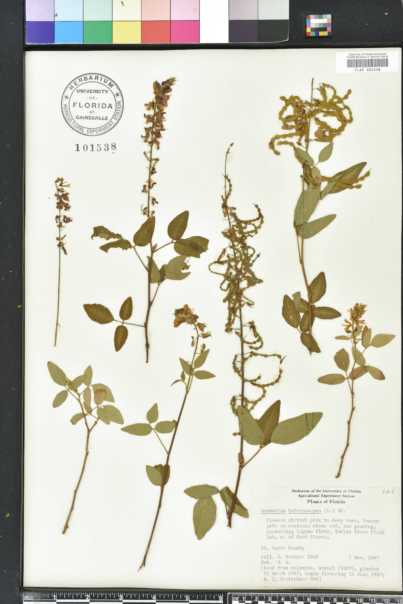 Desmodium heterocarpon subsp. angustifolium image