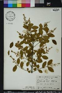 Ligustrum sinense image