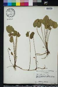 Centella asiatica image