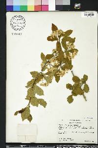 Crataegus viridis image