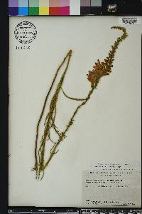 Physostegia virginiana image