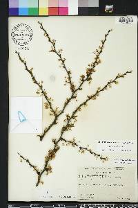 Prunus angustifolia image