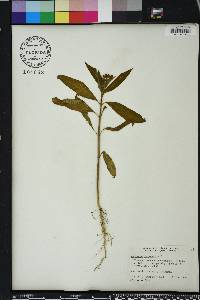 Asclepias curassavica image