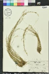 Rhynchospora rariflora image