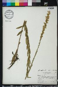 Solidago stricta image