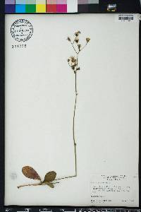 Hieracium gronovii image