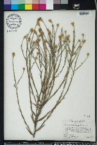 Pityopsis graminifolia image