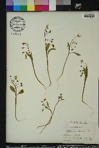 Claytonia caroliniana image