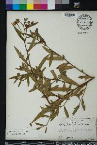 Ludwigia bonariensis image