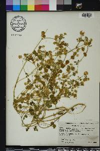 Trifolium nigrescens image