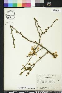 Prunus umbellata image