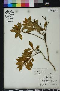 Lyonia ferruginea image