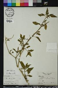 Solanum americanum image