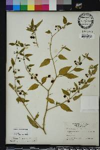 Solanum americanum image