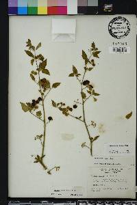 Solanum americanum image