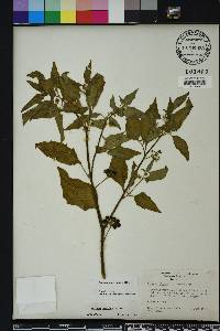 Solanum americanum image