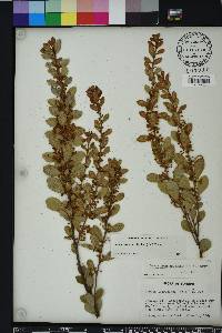 Lyonia fruticosa image