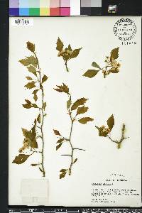 Crataegus viridis image