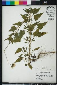 Helianthus debilis image