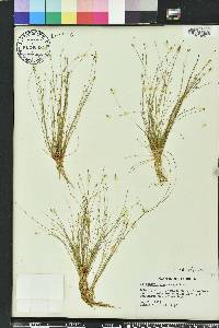 Eleocharis microcarpa image