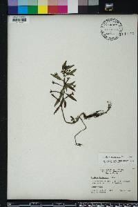 Ludwigia leptocarpa image