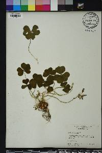 Oxalis corymbosa image