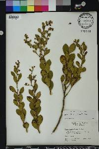 Lyonia lucida image