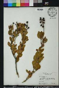 Bejaria racemosa image