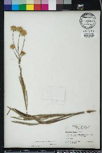 Pityopsis graminifolia image