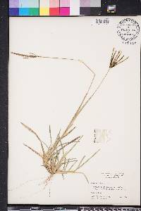 Eustachys petraea image