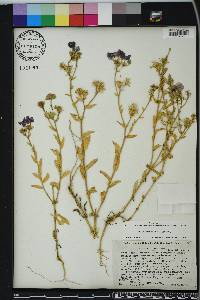 Phlox drummondii image