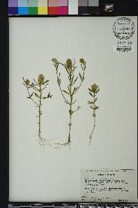 Polygala cruciata image