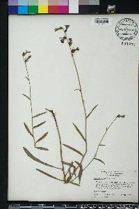 Lobelia glandulosa image