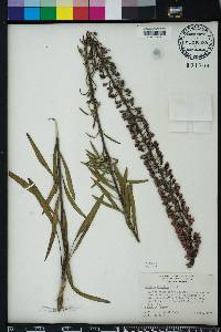 Liatris gracilis image