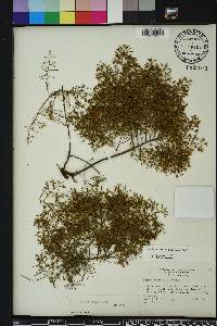 Lechea sessiliflora image