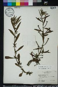 Ludwigia leptocarpa image