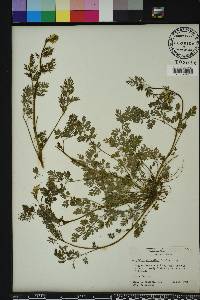 Corydalis micrantha image