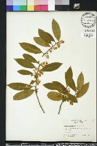 Prunus caroliniana image