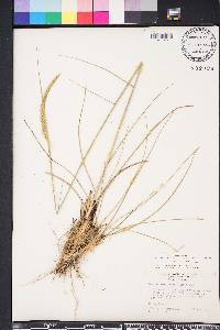 Ctenium aromaticum image