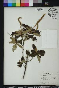 Clethra alnifolia image