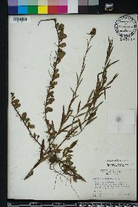 Ludwigia suffruticosa image