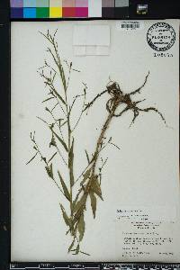 Ludwigia decurrens image