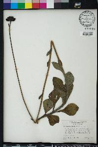 Helianthus radula image