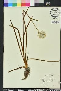 Lachnanthes caroliniana image