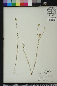 Polygala chapmanii image