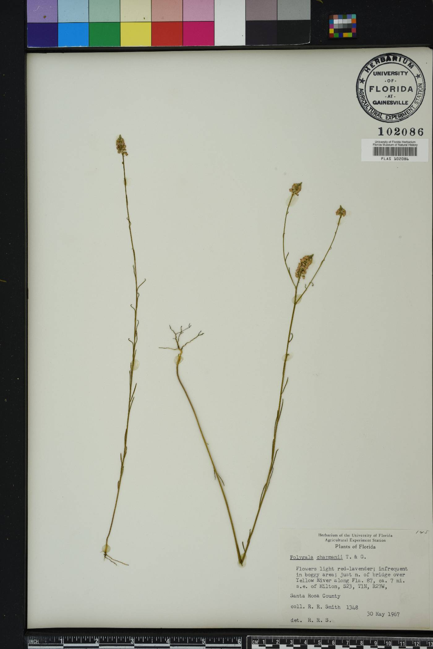 Polygala chapmanii image