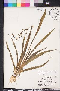 Sagittaria graminea image