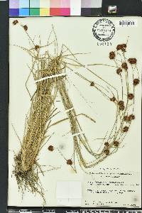 Rhynchospora cephalantha image