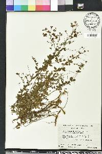 Lespedeza repens image